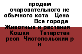 продам очаровательного не обычного кота › Цена ­ 7 000 000 - Все города Животные и растения » Кошки   . Татарстан респ.,Чистопольский р-н